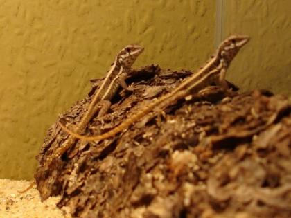 Bunter Maskenleguan Leiocephalus personatus