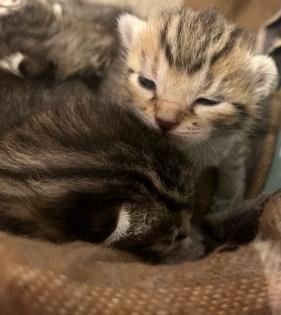 BKH/ EKH Kitten Babykatzen
