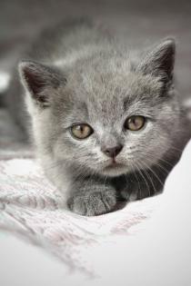 Wunderschöne BKH Kitten Farbe Blue Lilac