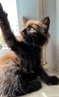 Maine Coon Alter-Moderator Typ mix