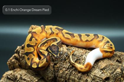 Diverse Pied / het. Pied Jungtiere suchen noch ein neues Zuhause