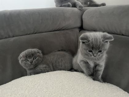 BKH/ Scottish Fold mix