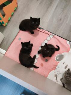 BKH Katzenbabys Reinrassige