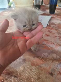 Wunderschöne BKH Kitten