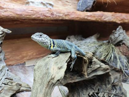 Halsbandleguan Pärchen ca 5 Jahre alt