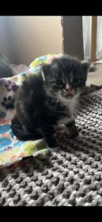 4 Maine coon mix Babys