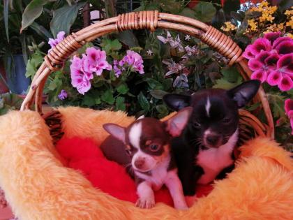 Süße Chihuahua-Welpen