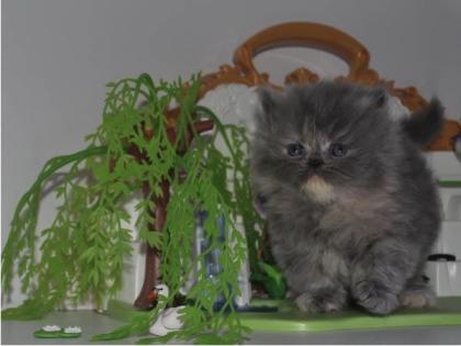 Reinrassige Perser Blau Crem Katze