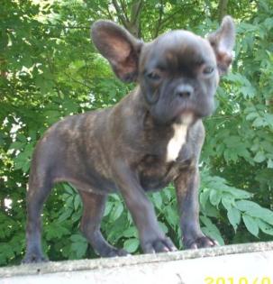 Französisch Bulldogg Welpen noch eine süße Hündin ab sofort abzugeben