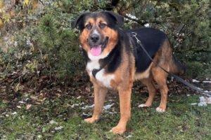 JENN BALU - männlich 4 Jahre 72 cm 57 kg Schäfer-Berner-Sennen-Mix Gechipt Kastriert