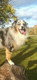 Deckrüde Australian Shepherd bluemerle
