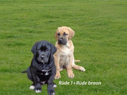 Mischlingswelpen Cane Corso Labrador Dogge