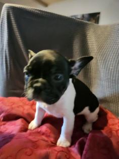 Französische Bulldoggen Baby s