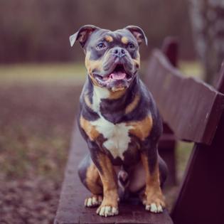 Deckrüde Old English Bulldog Bruno von Baden 5 Jahre