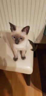 Siam / Thai Kitten Blue Point Babys Kätzchen. 1 Junge. Abgabebereit.