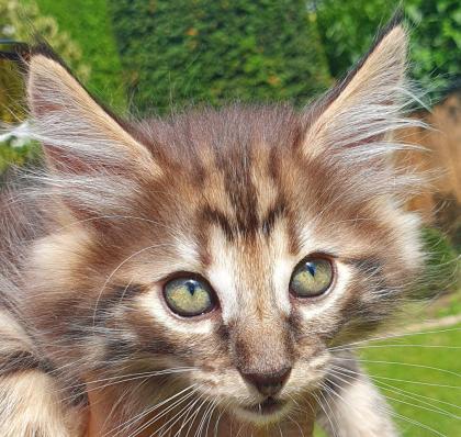 3 Katzenkinder Norwegische Waldkatze amber non-agouti bernsteinfarben