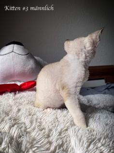Devon Rex Kitten Abgabe Anfang August