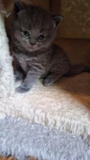 Zuckersüße BKh Kitten reinrassig suchen liebevolles Zuhause