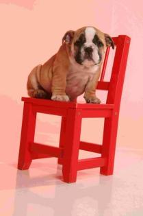 Englische Bulldoggen Zucht Deckrüde in Brandenbugr / Cottbus
