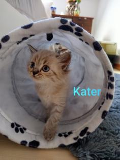 Kitten Heilige Birma