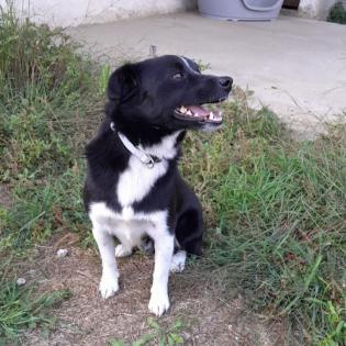 Rocco sucht ein Zuhause