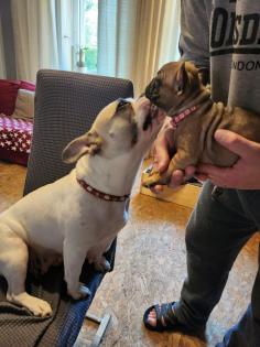 Französische Bulldoggen Baby s
