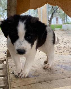 Bosse sucht ein passendes Zuhause