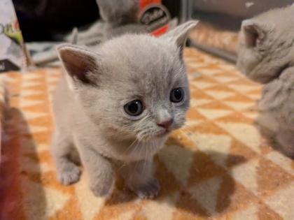 Wir bieten liebevolle gut erzogene reinrassige Britisch-Kurzhaar-Kitten zu erschwinglichen Preise