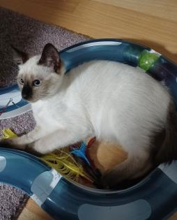 Siam /Thai Kitten Seal Point Babys Kätzchen. Abgabebereit.
