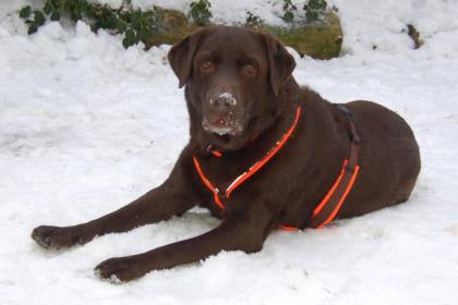SIR TONI Brown - Labrador - 7 Jahre - Tierhilfe-Franken e. V.