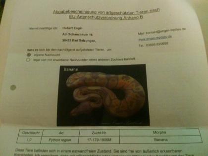Terrarien Königspython Wir brauchen Dringend ein neues Zuhause