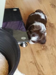 ShihTzu Welpen auch in Schokobraun