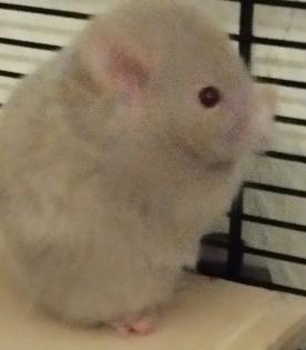 Reinrassig Teddyhamster Babys