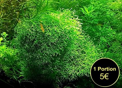 Sternlebermoos Aquarienpflanze Versand/ Abholung