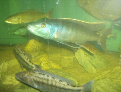 Champsochromis caeruleus