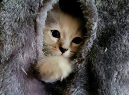 Norweger-Neva Masquarade Kitten