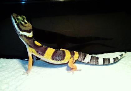 Schöne Leopardgecko Nachzuchten aus 2022 Abzugeben in Raum Frankfurt