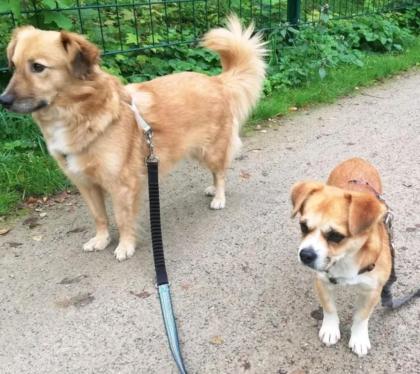 Flocke sucht ein passendes Zuhause