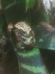Gastrotheca riobambae Nachzucht 2022-22