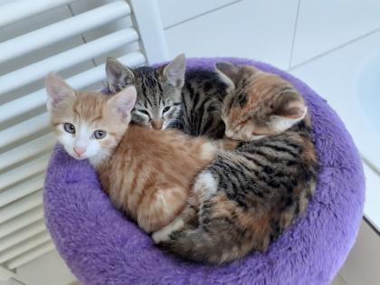 Hope - sucht dringend ein Zuhause aus dem Tierschutz / gechipt geimpft