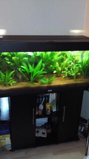 Verkaufe komplett Aquarium mit Besatz Fischen Pflanzen.