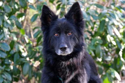 LAUNA - Groenendale-Mix - 6 Jahre - Tierhilfe-Franken e. V.