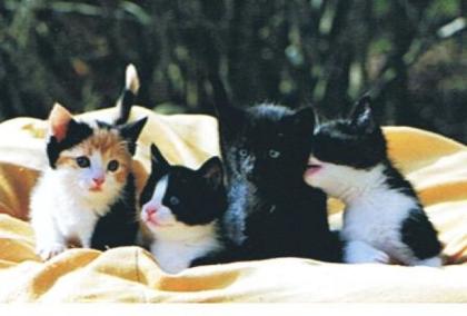 Hallo wir sind die Katzenkinder Coco Moritz Midi und Lola-Luna.