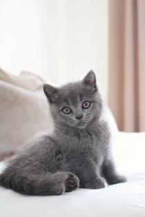 Wunderschöne BKH Kitten Farbe Blue Lilac