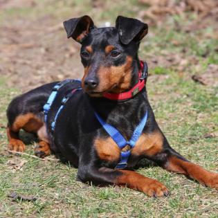 ROOSEVELT - Rehpinscher - 2 Jahre - Tierhilfe-Franken e. V.