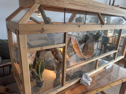 Terrarium mit viel Zubehör und 2 Bartagamen
