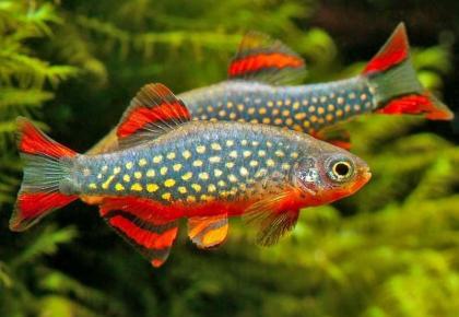 Perlhuhnbärblinge Danio margaritatus