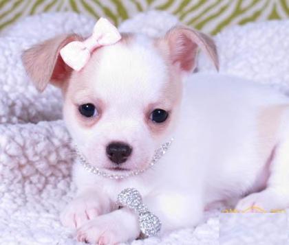 SUPER Chihuahua Welpen in Kurzhaar VDH/ FCI. Klasse statt Masse