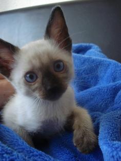 Siam Kitten seal- red- tortie-point suchen neues Zuhause
