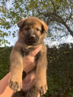 Deutsche Schäferhund Welpen